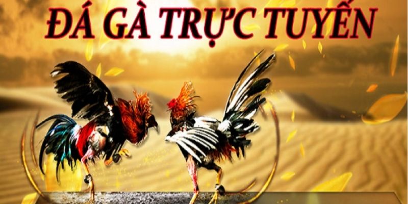 Đá Gà SV388 - Lựa Chọn Hàng Hàng Đầu Dành Cho Kê Thủ 4 Những khuyến mãi hấp dẫn khi tham gia đá gà SV388