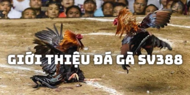 Đá Gà SV388 - Lựa Chọn Hàng Hàng Đầu Dành Cho Kê Thủ 5 Các khuyến mãi khủng và ưu đãi hoàn trả không giới hạn